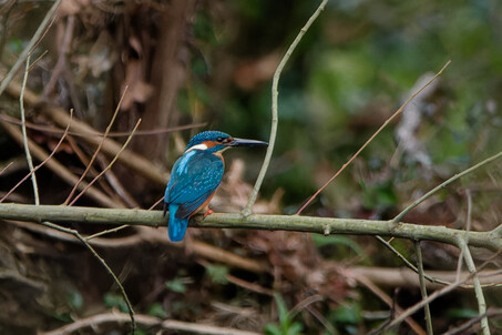 Thumbnail of Kingfisher